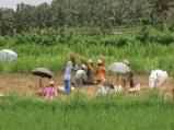 Balinais dans les rizires
