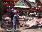 Sacrifice de Buffles