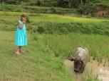Hannah et le roi ... Buffle