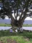 Au pied de l'arbre  picnic