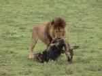 Lion soulevant un gnou