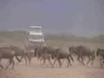 4x4 et migration de Gnous