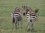 2 culs de zbres ...