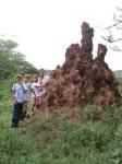 Prs des termites