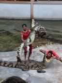 Ils jouent avec les crocodiles